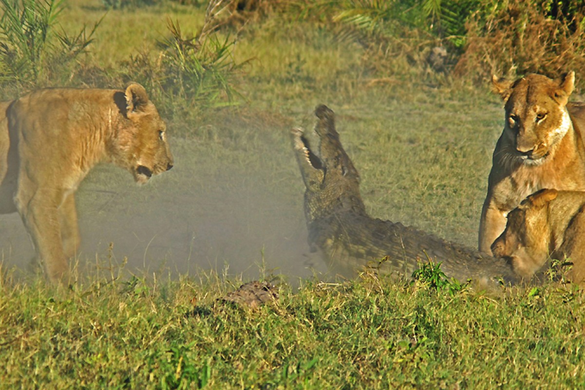 Ca sau khong lo vung vay trong ham su tu doi-Hinh-3